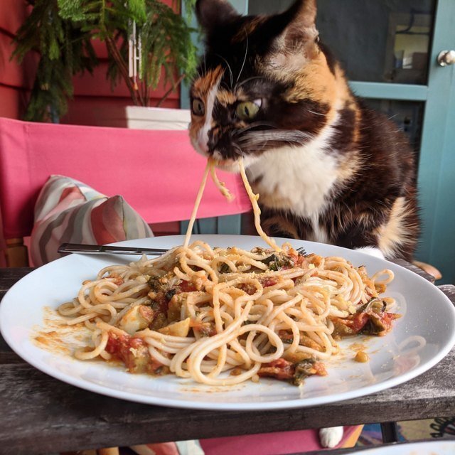 А кто устоял бы? Кошка соблазнилась вкусной пастой и из-за этого стала звездой!