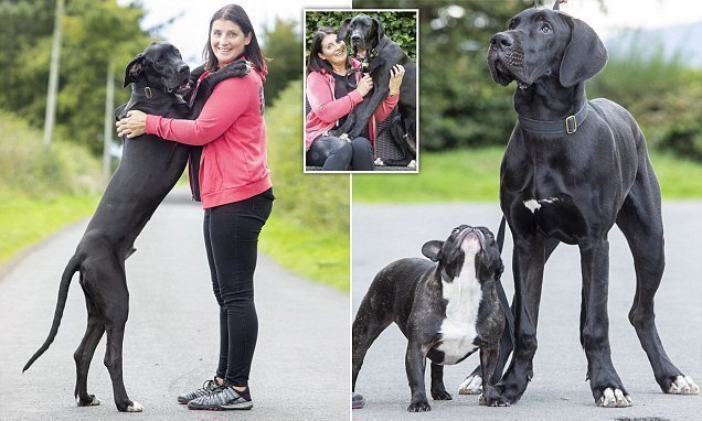 Арни, самый крупный щенок в Великобритании