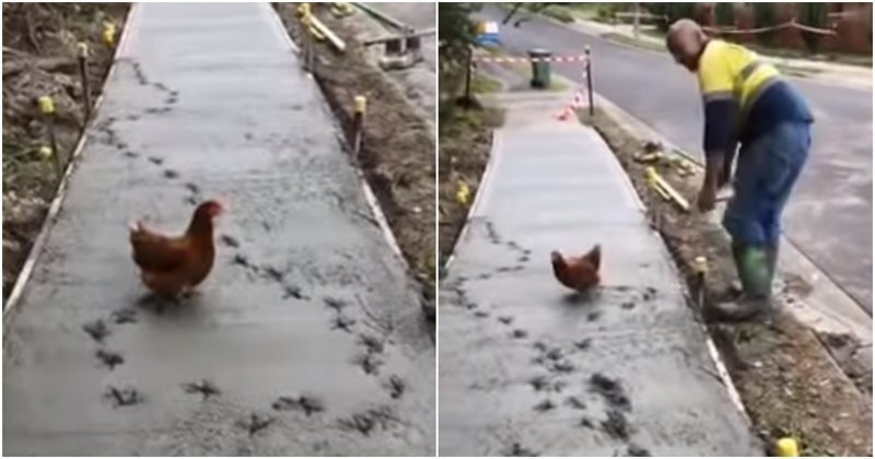 Неровно залили, переделывайте! Курица проинспектировала пешеходную дорожку в Австралии