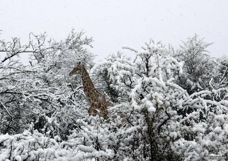 Жира-а-а-фики на снегу, жирафики на снегу