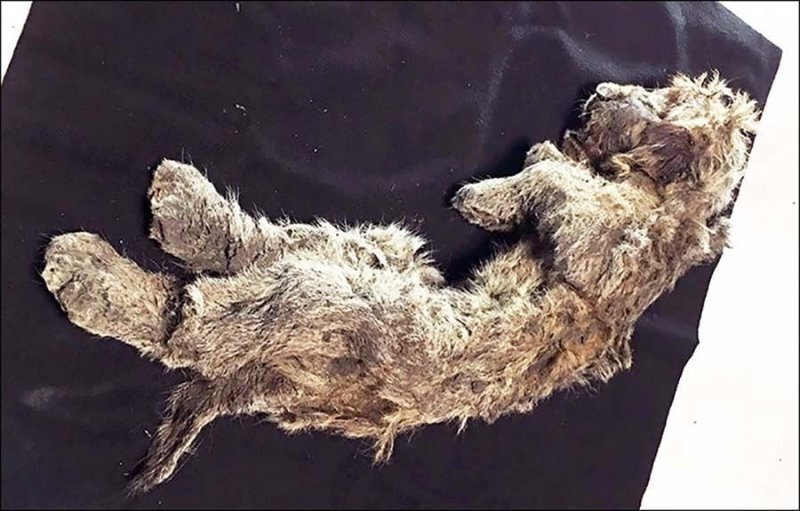 В вечной сибирской мерзлоте обнаружен 50-тысячелетний пещерный львёнок