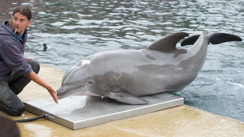Моби - старейший дельфин в неволе - умер в возрасте 58 лет