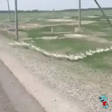 Гуси – очень организованные птицы