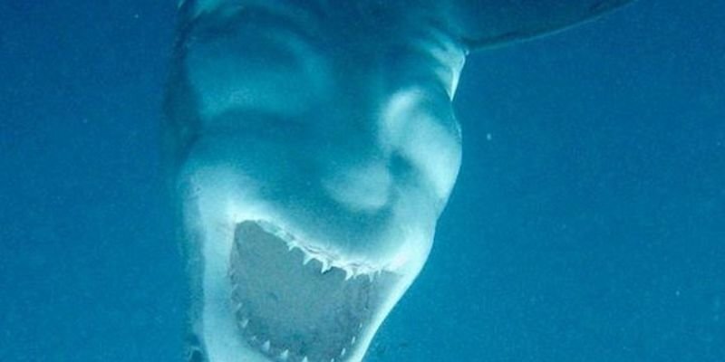 В Австралии дайверы встретили в океане акулу-сатану