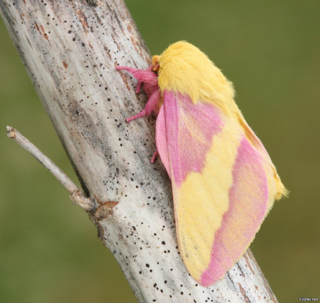 Розовая кленовая бабочка (Dryocampa rubicunda)