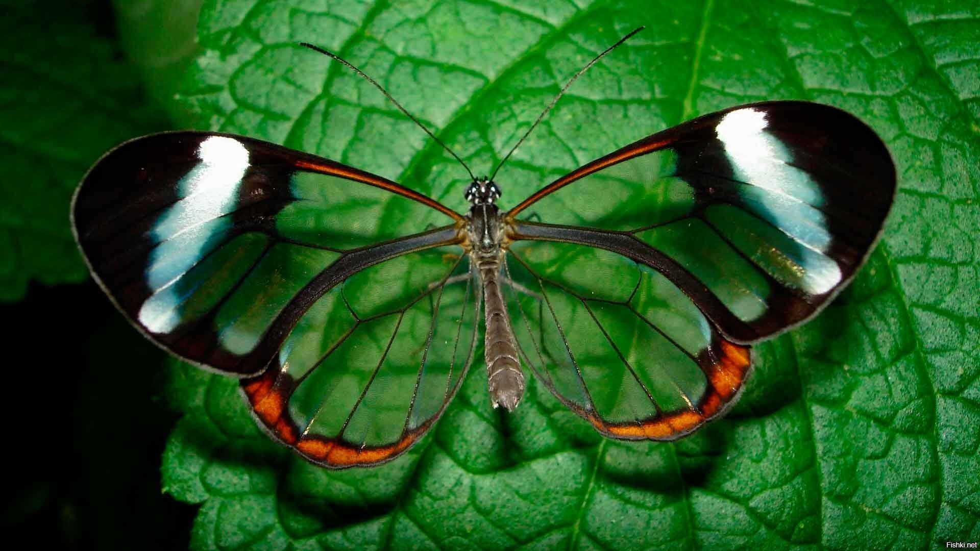 Стеклянная бабочка (Greta Oto)
