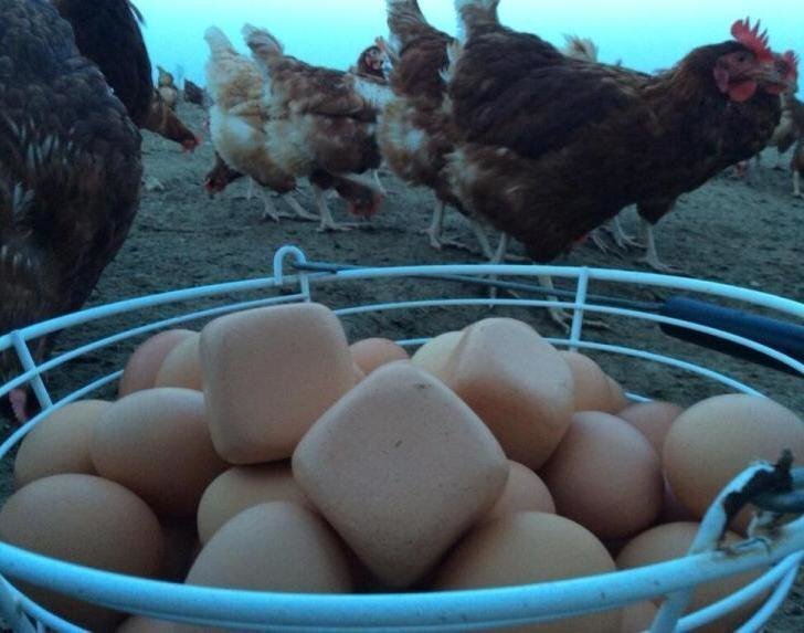 История про юморного деда и квадратные куриные яйца