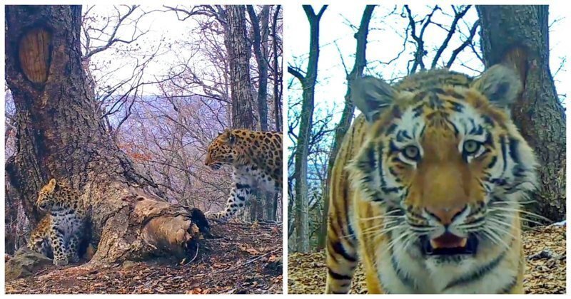 На перекрёстке всех дорог: фотоловушка сняла красивых животных у меточного дерева