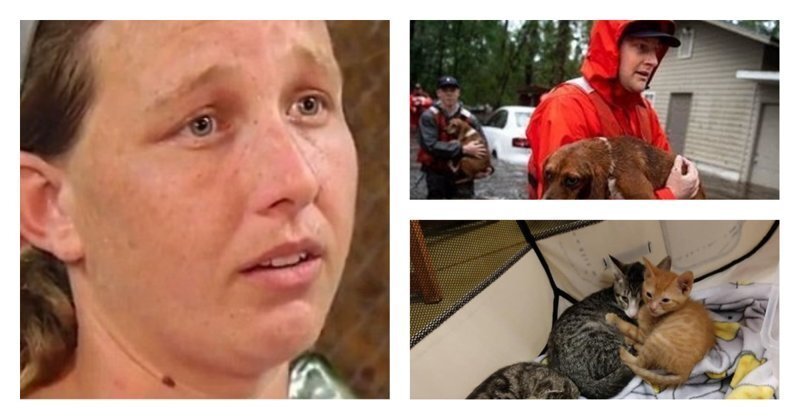Спасительницу кошек и собак арестовали за организацию стихийного приюта во время наводнения 
