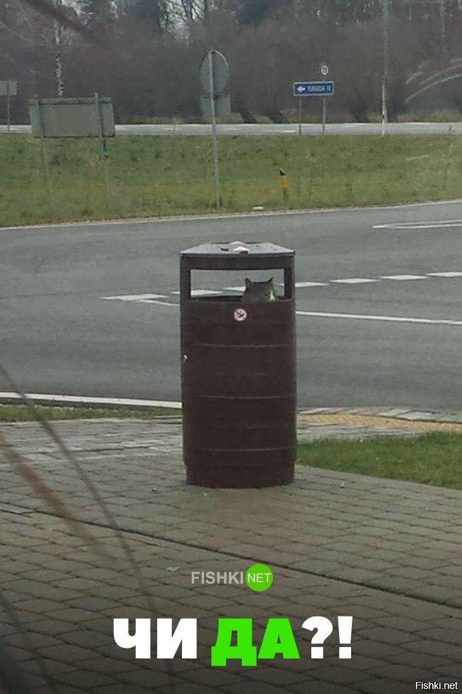 Чи да?