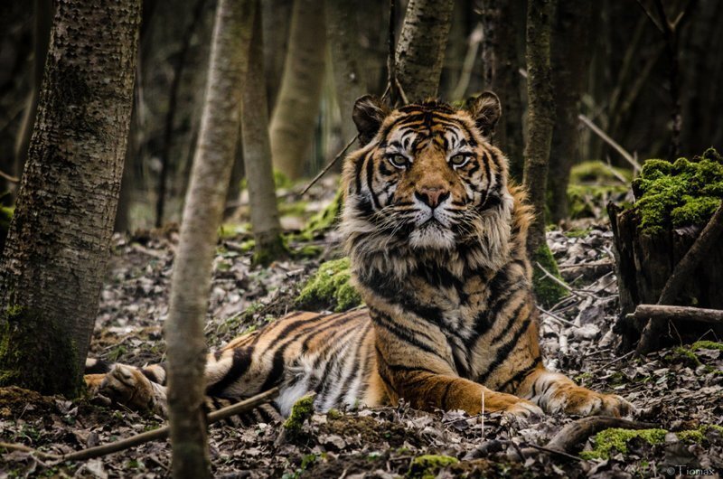 Трагическая случайность: в Индонезии убита беременная тигрица