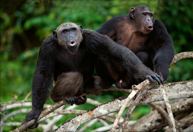 Дети и шимпанзе общаются одинаковыми жестами