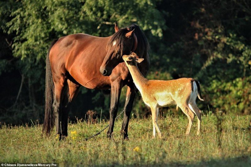 Каждое утро этот молодой олень приходит на пастбище к лошади, которую считает своей мамой
