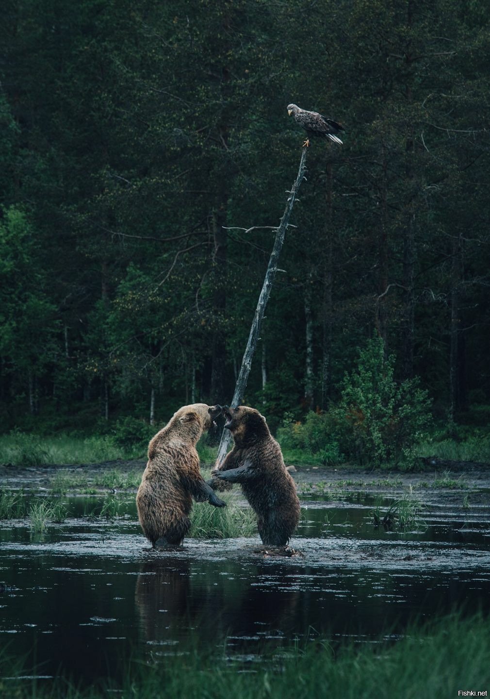 Солянка