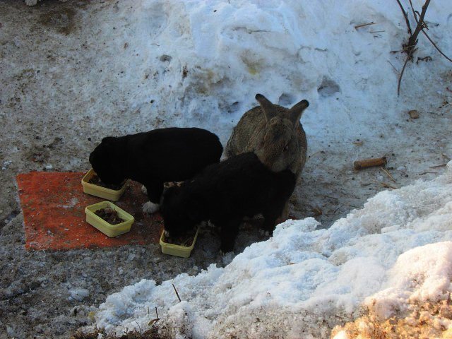 Домашний кролик вырыл себе на зиму нору и приютил трех щенят, которым он заменил папу