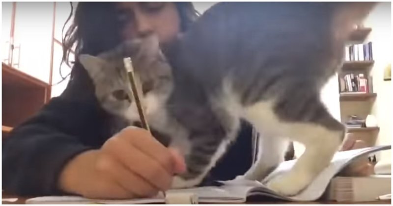 Когда пытаешься учиться, но у тебя живет кот