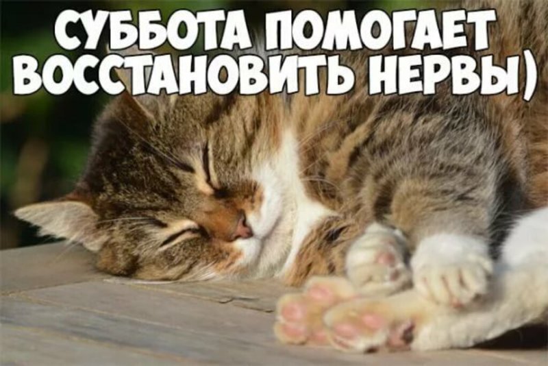 Субботний котопост