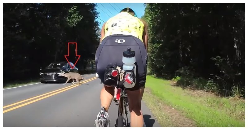 Велосипедиста чуть не покалечил сбитый автомобилем олень