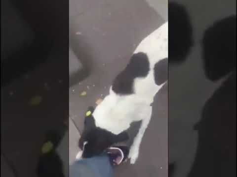 Мужчина на улицах Тбилиси нашёл свою собаку спустя 3 года как её потерял