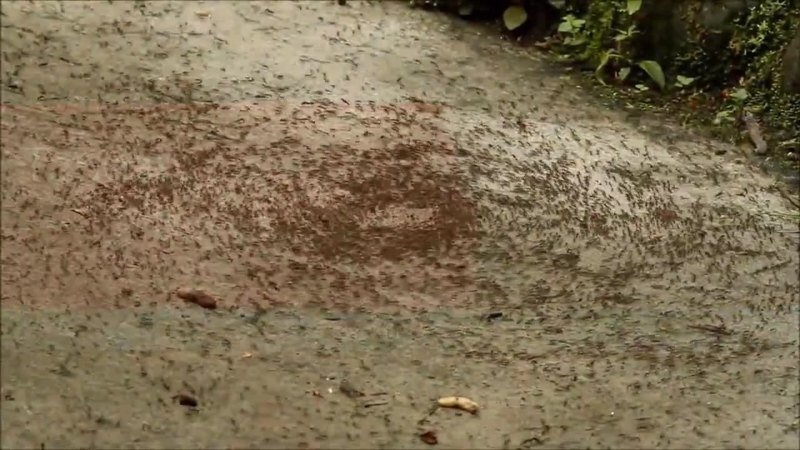 Муравьиный круг смерти: почему муравьи маршируют, пока не умрут