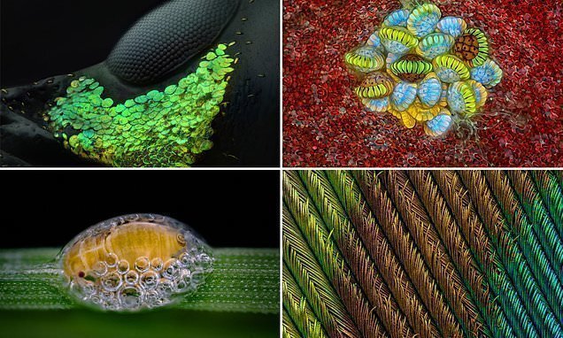 20 победителей конкурса микрофотографии Nikon Small World