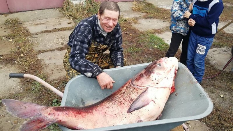 Настоящую царь-рыбу выудил из Оки житель Полян Алексей Макаров