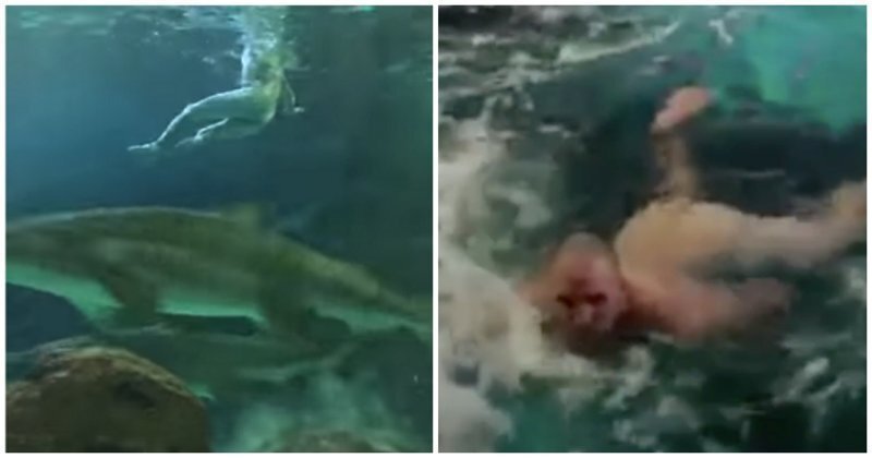 Пьяный канадец голышом поплавал в аквариуме с акулами
