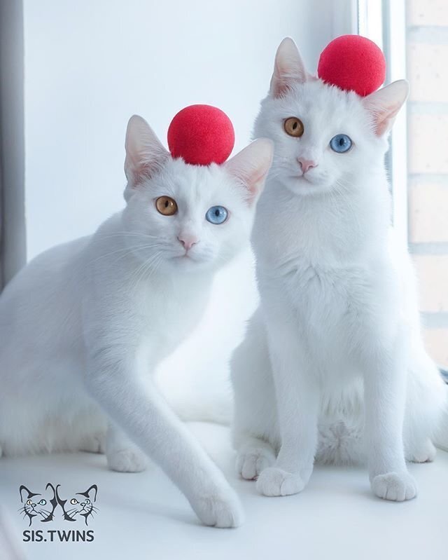 5 невероятно красивых котиков из Instagram*