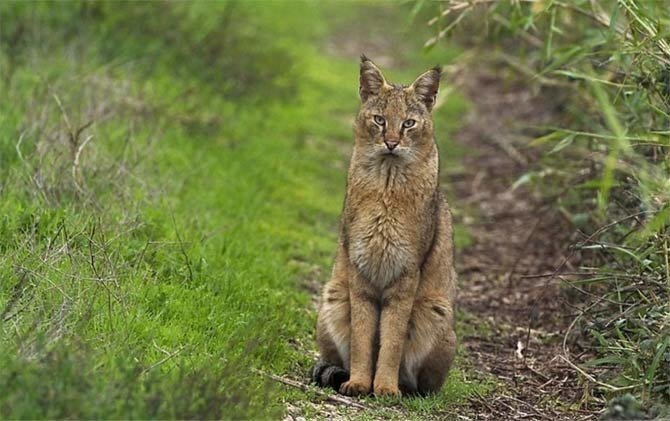 Мистический кот спас мне жизнь