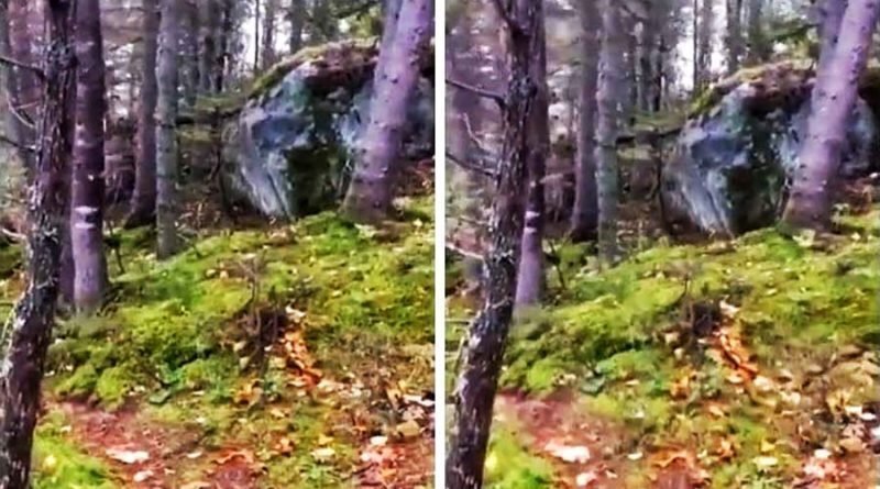 «Дышащая» земля в канадском лесу смутила интернет
