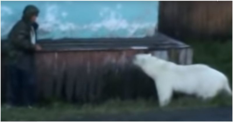 "А теперь - бегите!": голод сгубил белого медведя, пришедшего в якутский поселок