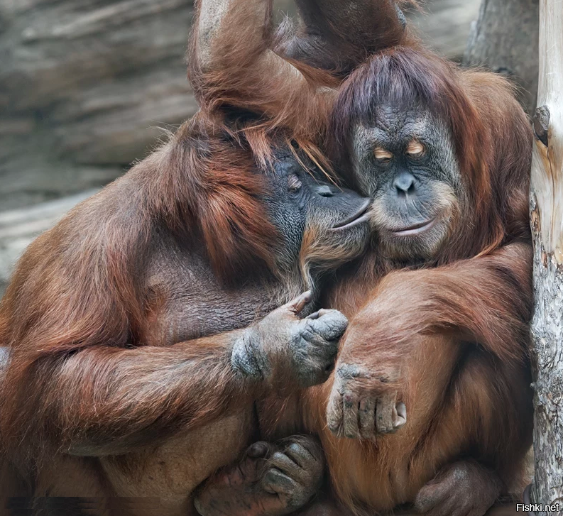 Поцелу́й — прикосновение губами к кому-либо или чему-либо для выражения любви...