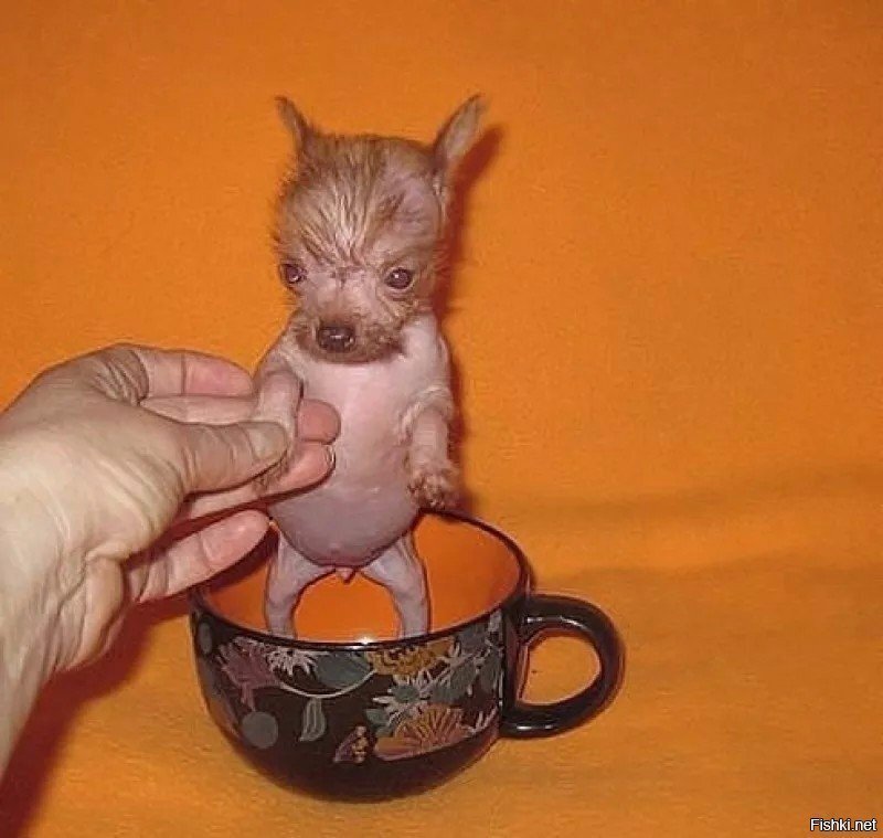 Продам буЛьтерьера