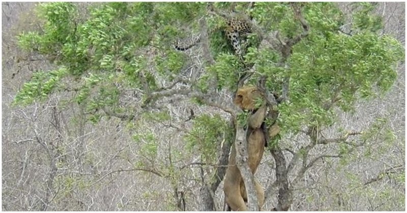 Лев решил украсть добычу у забравшегося на дерево леопарда