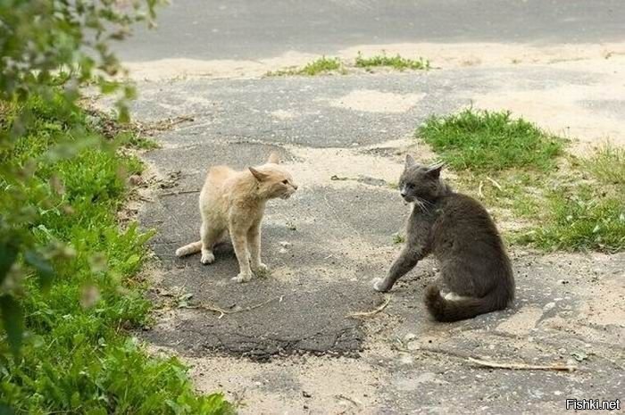 Как кошка с кошкой