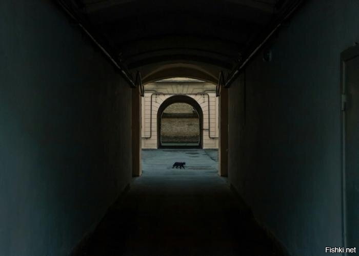 Кот, Джеймс Кот