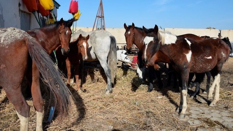 В Казахстане на штрафстоянку отправили табун лошадей