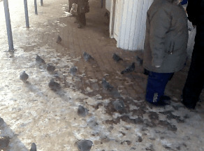 Солянка