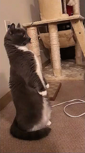 - Кот, коот