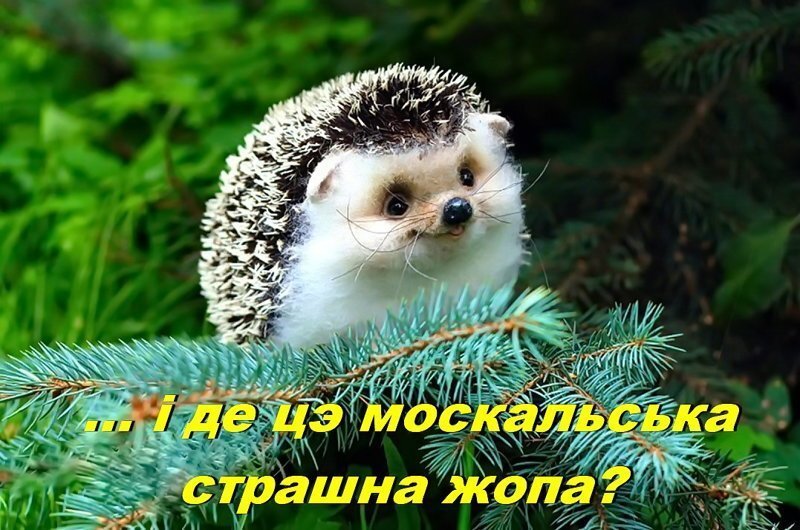 Вонижэдити, реакция укрополитичных анфан террибль на российские санкции