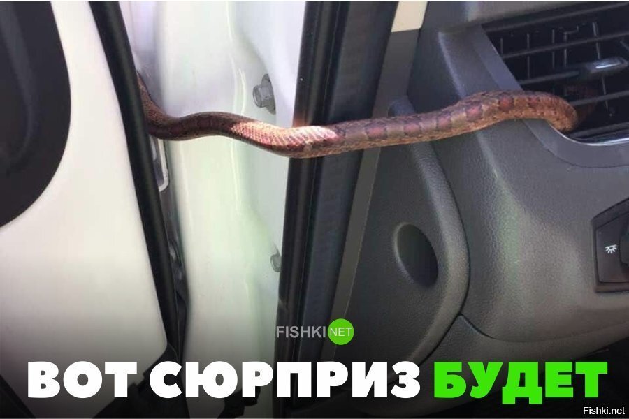 Вот сюрприз будет