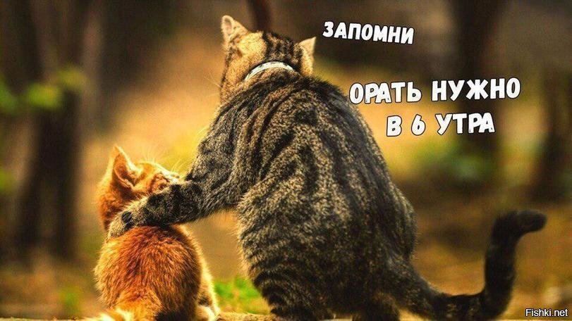 зависит от того, когда хозяевам на работу вставать