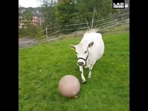 Корова обожает играть с мячиком