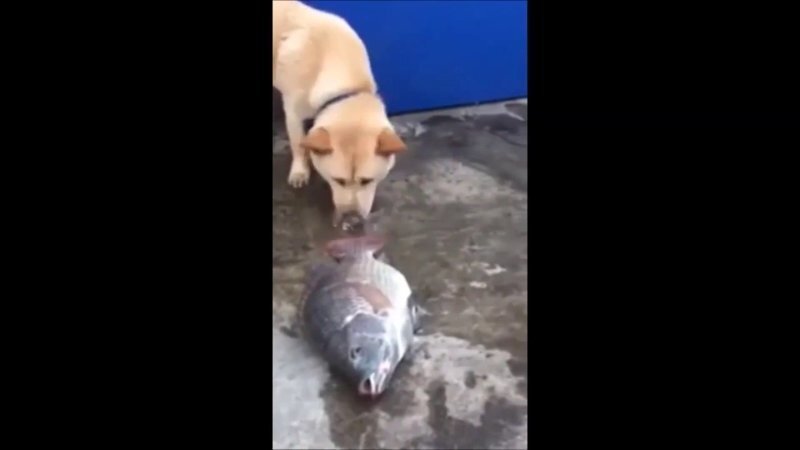 Собака пытается спасти рыбу
