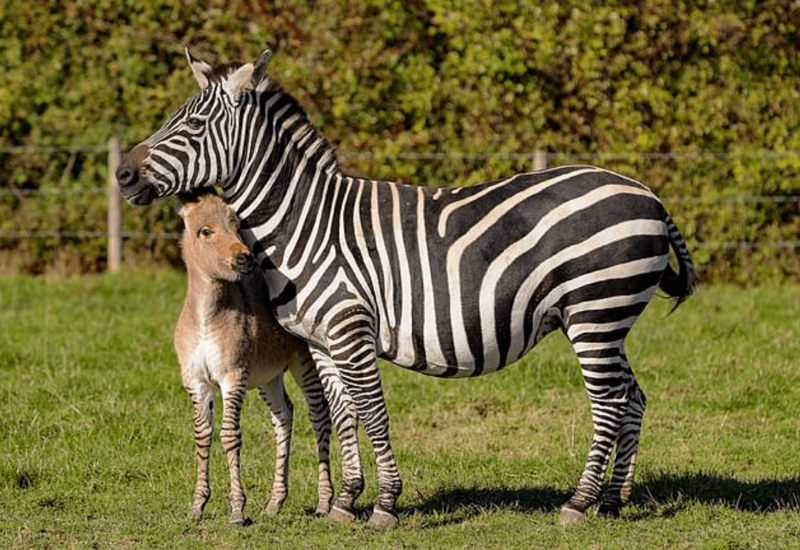 Этот необычный жеребёнок — плод любви зебры и осла, и его окрас по-настоящему уникален