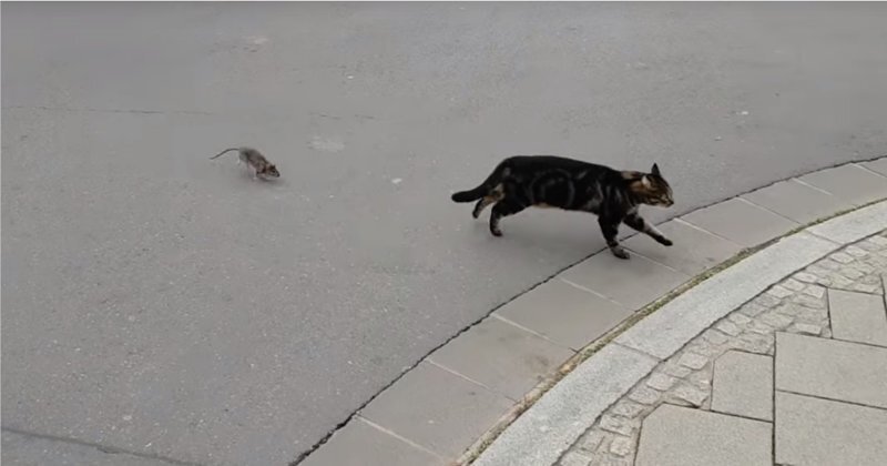 Непростые отношения кота и крысы
