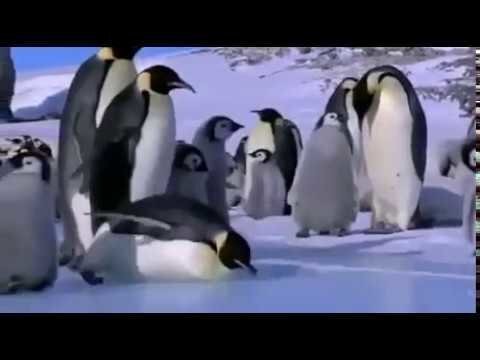 Тяжелая жизнь пингвинов