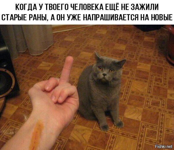 Котиков любят