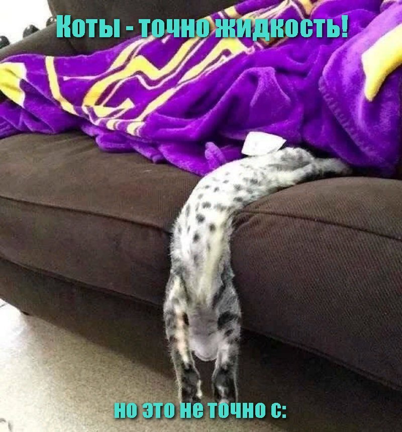Коты - точно жидкость!