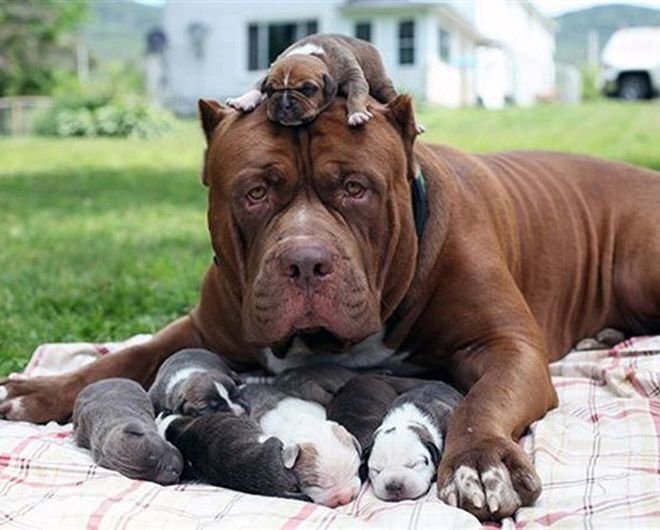 Немного фото собак-мамочек и их малышей